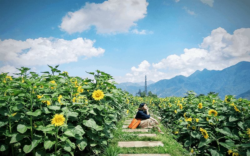 Tìm đến cánh đồng hoa hướng dương nở rộ ở Sa Pa Tìm đến cánh đồng hoa hướng dương nở rộ ở Sa Pa