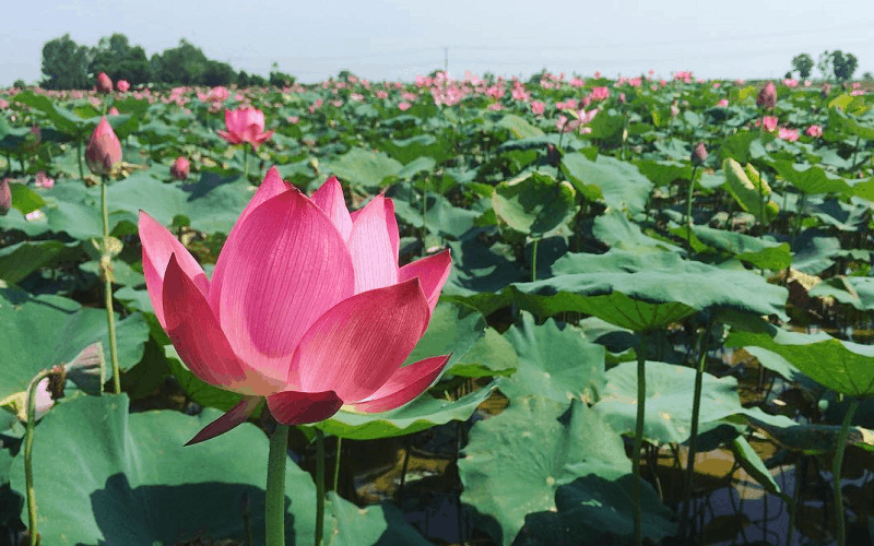 Tưng bừng lễ hội Sen 2018 tại thành phố Huế