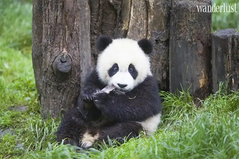 Wanderlust Tips 11 dia danh dieu ki cua gioi tre tho qua cac bo phim hoat hinh 08