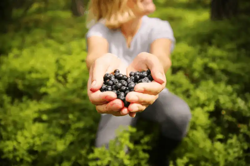 Tạp chí du lịch Wanderlust Tips 4 loại thực phẩm mùa hè đặc trưng ở Phần Lan