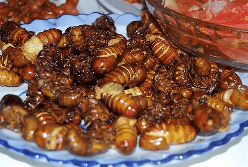 10 món ngon nhất định phải thử khi đến Bình Phước 8 Tạp chí du lịch Wanderlust Tips - 10 món ngon nhất định phải thử khi đến Bình Phước