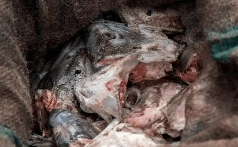 Tạp chí Du lịch Wanderlust Tips 6 món ăn khó nuốt nhất thế giới