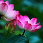 wanderlust tips ruc ro quoc hoa cua cac nuoc dong nam a 0