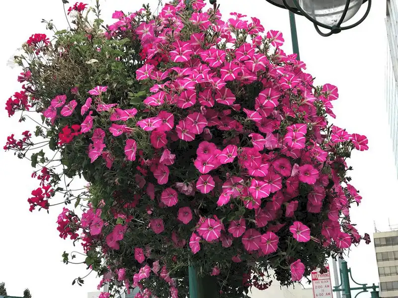 Tạp chí du lịch Wanderlust Tips Anchorage, nơi hoàng hôn buông xuống vào nửa đêm