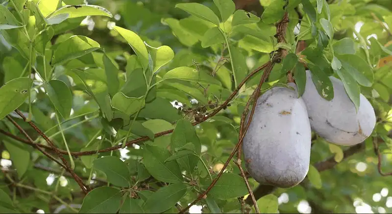 Tạp chí du lịch Wanderlust Tips Đến Nhật Bản nhất định bạn phải thử những loại quả này