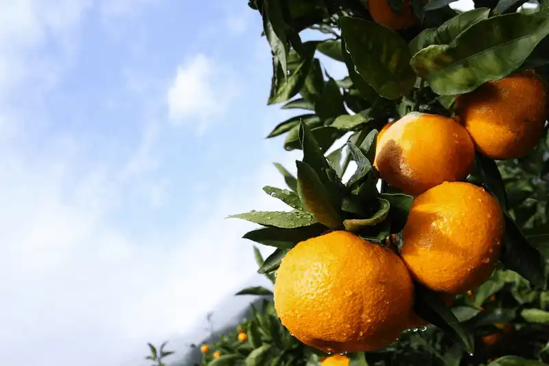 Tạp chí du lịch Wanderlust Tips Đến Nhật Bản nhất định bạn phải thử những loại quả này