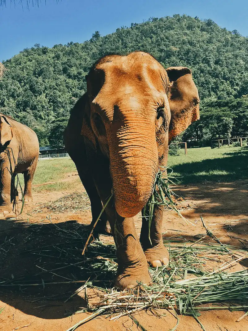 Tạp chí du lịch Wanderlust Tips Khám phá Công viên Elephant Nature Park thuần dưỡng và bảo vệ voi Chiang Mai