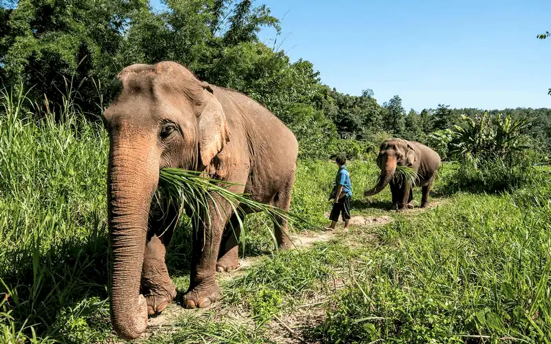 Tạp chí du lịch Wanderlust Tips Khám phá Công viên Elephant Nature Park thuần dưỡng và bảo vệ voi Chiang Mai