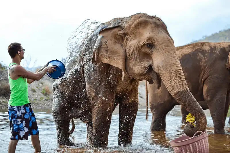 Tạp chí du lịch Wanderlust Tips Khám phá Công viên Elephant Nature Park thuần dưỡng và bảo vệ voi Chiang Mai