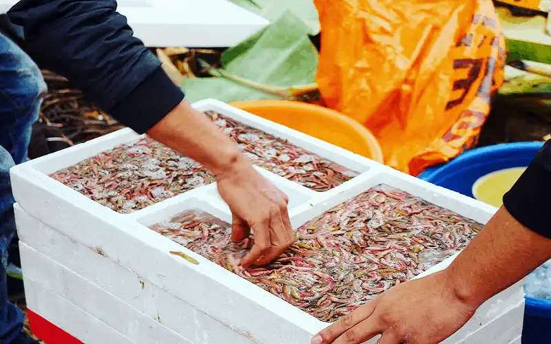 Tạp chí du lịch Wanderlust Tips Mắm rươi, món ăn quý của Bắc Bộ chỉ có theo mùa