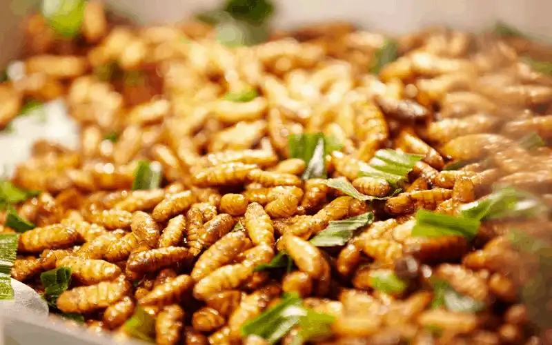 Tạp chí du lịch Wanderlust Tips Những đặc sản chỉ có ở xứ dừa Bến Tre