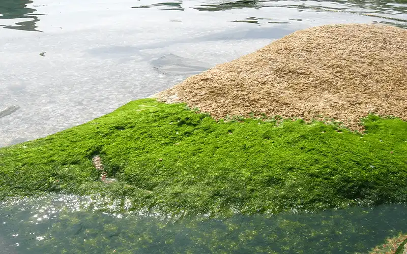 Tạp chí du lịch Wanderlust Tips rêu đá, món ăn ngon của người Hà Giang