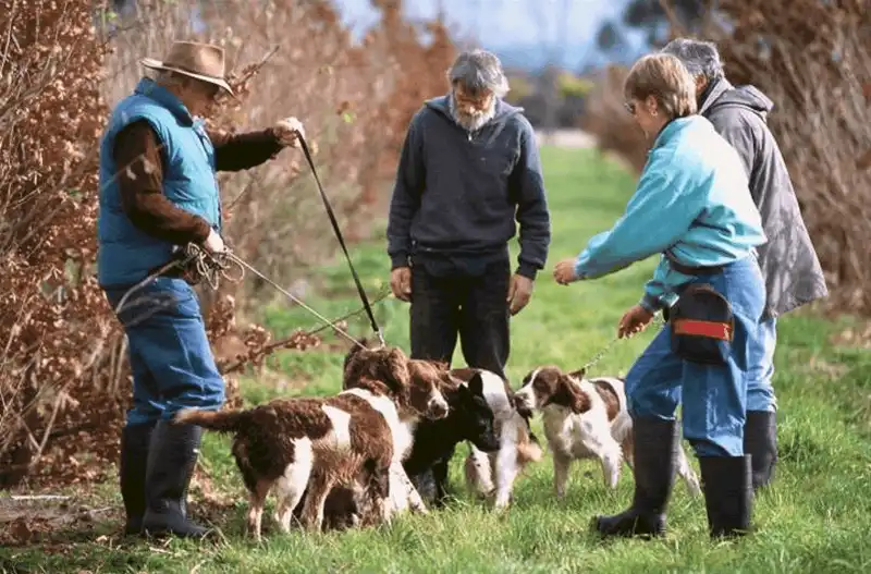  Tạp chí du lịch Wanderlust Tips - Nấm Truffle đắt nhất thế giới và 10 sự thật thú vị