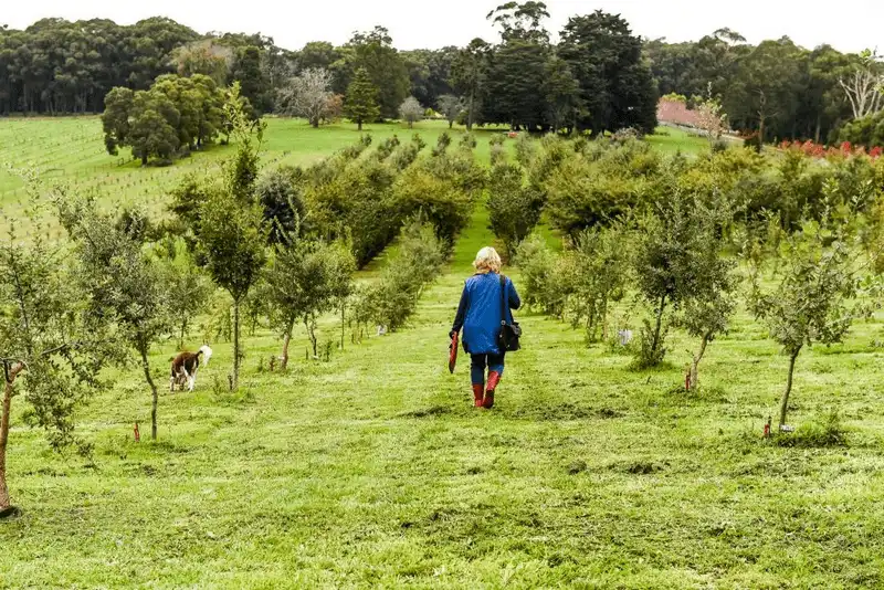  Tạp chí du lịch Wanderlust Tips - Nấm Truffle đắt nhất thế giới và 10 sự thật thú vị