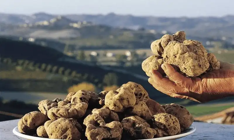  Tạp chí du lịch Wanderlust Tips - Nấm Truffle đắt nhất thế giới và 10 sự thật thú vị