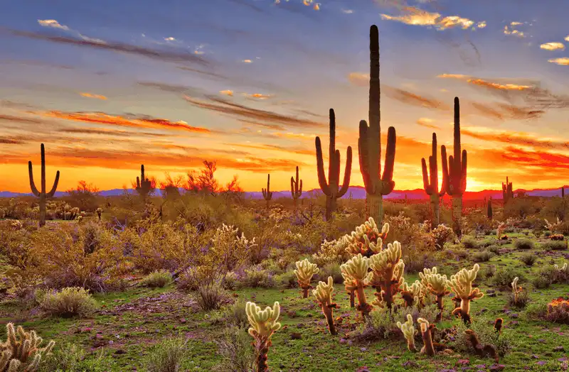 10 thiên đường hoa khiến du khách đắm say 17 Tạp chí du lịch Wanderlust Tips - 10 thiên đường loài hoa khiến du khách đắm say