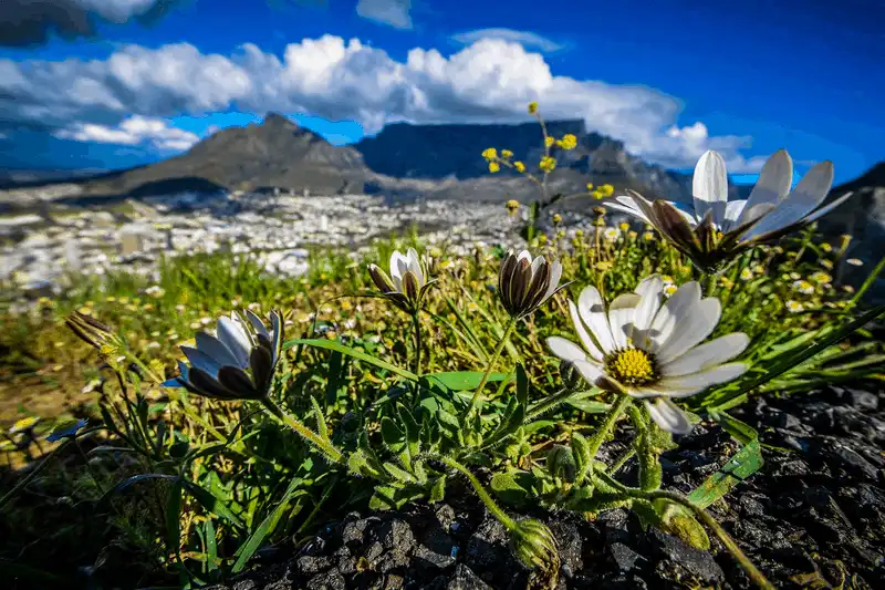 10 thiên đường hoa khiến du khách đắm say 21 Tạp chí du lịch Wanderlust Tips - 10 thiên đường loài hoa khiến du khách đắm say