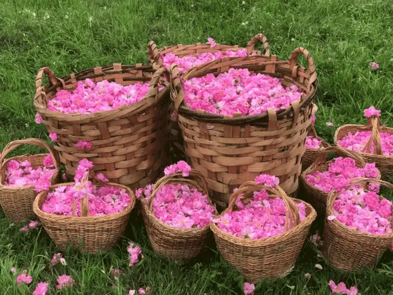 10 thiên đường hoa khiến du khách đắm say 25 Tạp chí du lịch Wanderlust Tips - 10 thiên đường loài hoa khiến du khách đắm say