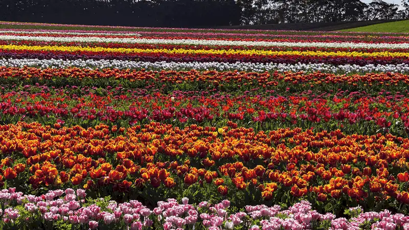 10 thiên đường hoa khiến du khách đắm say 9 Tạp chí du lịch Wanderlust Tips - 10 thiên đường loài hoa khiến du khách đắm say