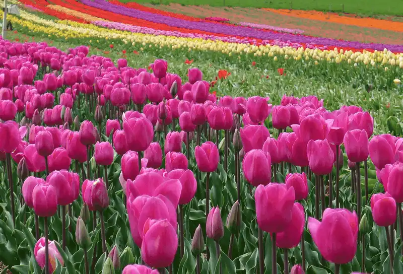 10 thiên đường hoa khiến du khách đắm say 10 Tạp chí du lịch Wanderlust Tips - 10 thiên đường loài hoa khiến du khách đắm say