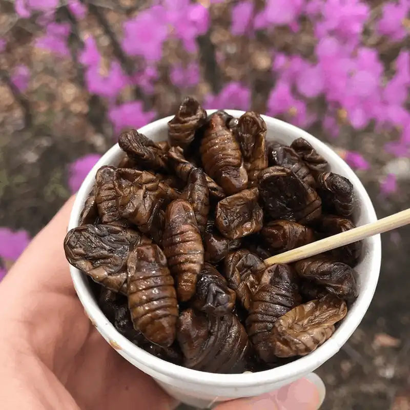 Đến Hàn Quốc thưởng thức món Beondegi độc lạ 9 Tạp chí Du lịch Wanderlust Tips Đến Hàn Quốc nhớ thưởng thức món Beondegi độc lạ