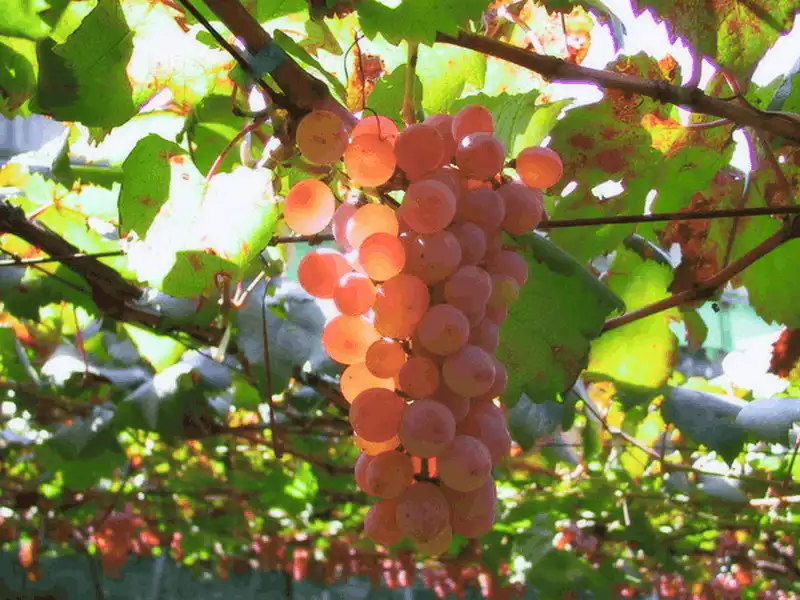 Ghé thăm "vương quốc trái cây" Yamanashi ở Nhật Bản 6 Tạp chí du lịch Wanderlust Tips - Thưởng thức hoa quả tuyệt ngon tại vương quốc trái cây Yamanashi