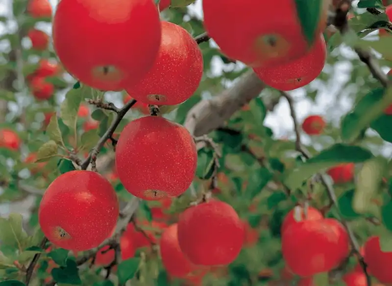 Ghé thăm "vương quốc trái cây" Yamanashi ở Nhật Bản 8 Tạp chí du lịch Wanderlust Tips - Thưởng thức hoa quả tuyệt ngon tại vương quốc trái cây Yamanashi