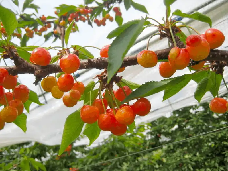 Ghé thăm "vương quốc trái cây" Yamanashi ở Nhật Bản 10 Tạp chí du lịch Wanderlust Tips - Thưởng thức hoa quả tuyệt ngon tại vương quốc trái cây Yamanashi