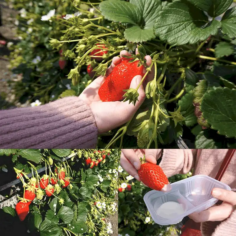 Ghé thăm "vương quốc trái cây" Yamanashi ở Nhật Bản 12 Tạp chí du lịch Wanderlust Tips - Thưởng thức hoa quả tuyệt ngon tại vương quốc trái cây Yamanashi