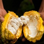 Wanderlust Tips cacao mon qua mexico danh tang cho toan gioi 8