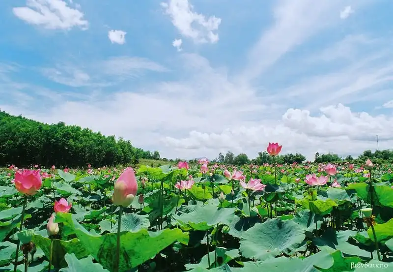 Tạm quên thu Bắc Bộ đi, miền Tây mùa nước nổi đẹp quên lối về 7 Tạp chí du lịch Wanderlust Tips | Tạm quên thu Bắc Bộ đi, miền Tây mùa nước nổi đẹp quên lối về