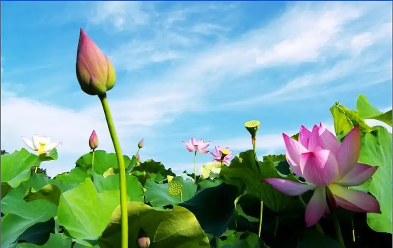 Tạm quên thu Bắc Bộ đi, miền Tây mùa nước nổi đẹp quên lối về 8 Tạp chí du lịch Wanderlust Tips | Tạm quên thu Bắc Bộ đi, miền Tây mùa nước nổi đẹp quên lối về