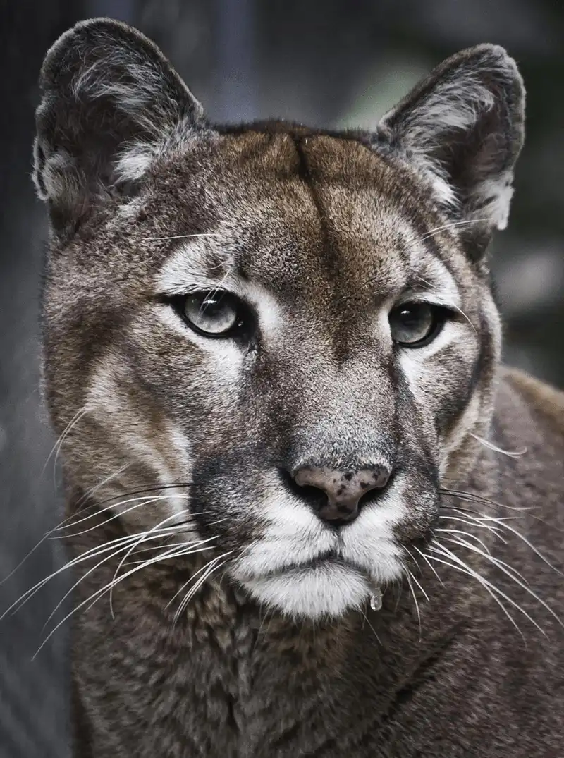 Tạp chí du lịch Wanderlust Tips Nhà sinh vật học đưa ra kinh nghiệm an toàn khi gặp động vật hoang dã 