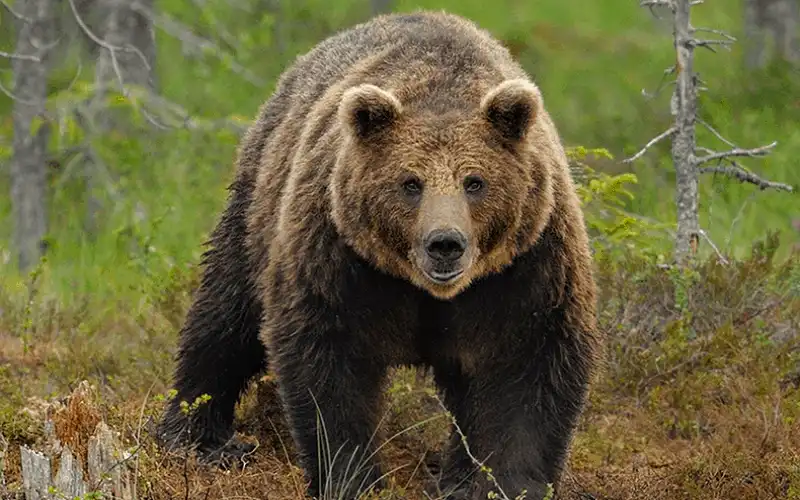 Tạp chí du lịch Wanderlust Tips Nhà sinh vật học đưa ra kinh nghiệm an toàn khi gặp động vật hoang dã 