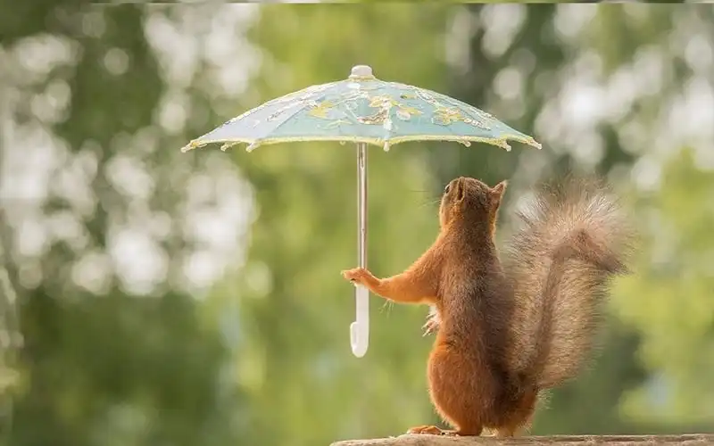 Tạp chí Wanderlust Tips | Bỏ túi bí kíp hữu ích để sống sót khi du lịch lạc trong rừng