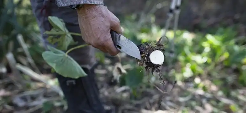 Tạp chí Wanderlust Tips | Bỏ túi bí kíp hữu ích để sống sót khi du lịch lạc trong rừng