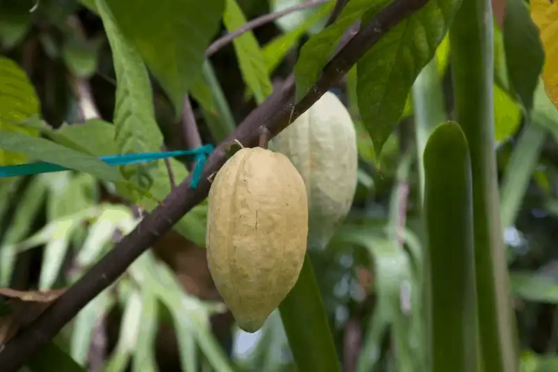 Tạp chí du lịch Wanderlust Tips Cacao - món quà Mexico dành tặng cho toàn thế giới
