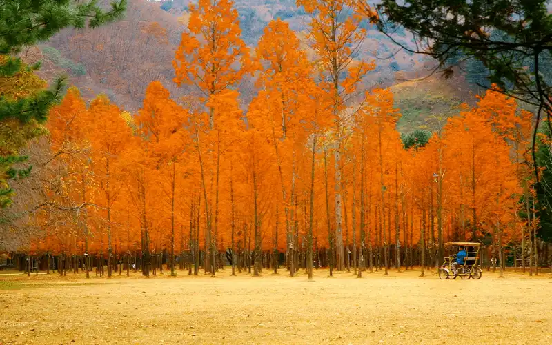 Hàn Quốc tổ chức nhiều lễ hội mùa thu hấp dẫn để thu hút du khách 9 Tạp chí du lịch Wanderlust Tips Hàn quốc tổ chức nhiều hoạt động hấp dẫn vào dịp du lịch mùa thu cao điểm