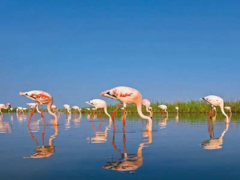 Khám phá sa mạc muối khổng lồ đẹp lấp lánh ở Ấn Độ 6 Tạp chí du lịch Wanderlust Tips | Khám phá sa mạc muối khổng lồ, đẹp lấp lánh ở Ấn Độ