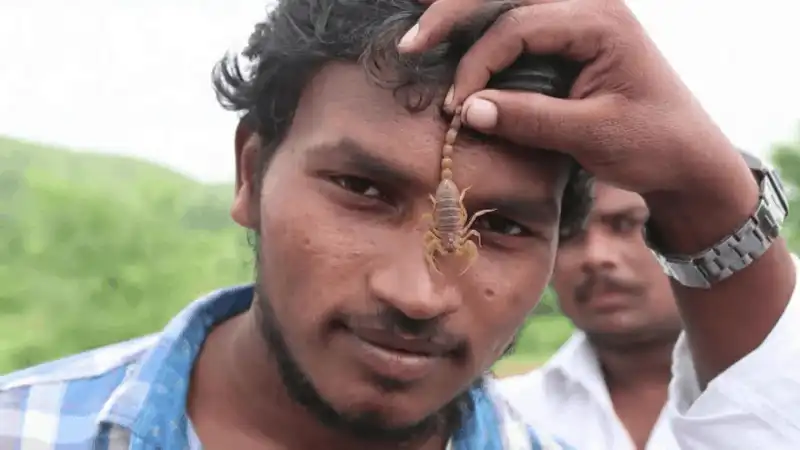 Thót tim lễ hội Naga Panchami cho bọ cạp bò lên người ở Ấn Độ 6 Tạp chí du lịch Wanderlust Tips Naga Panchami - Lễ hội cho bọ cạp bò lên người ở Ấn Độ