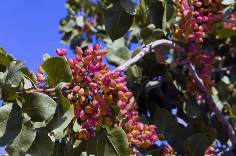 Điểm danh những món quà lưu niệm bạn có thể mua ở Hy Lạp 8 Tạp chí du lịch Wanderlust Tips Những món quà lưu niệm độc đáo bạn có thể mua ở Hy Lạp