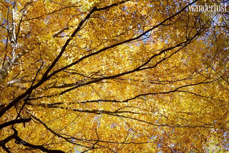 Wanderlust Tips nhung thanh pho chau au co mua thu say dam nhat 08