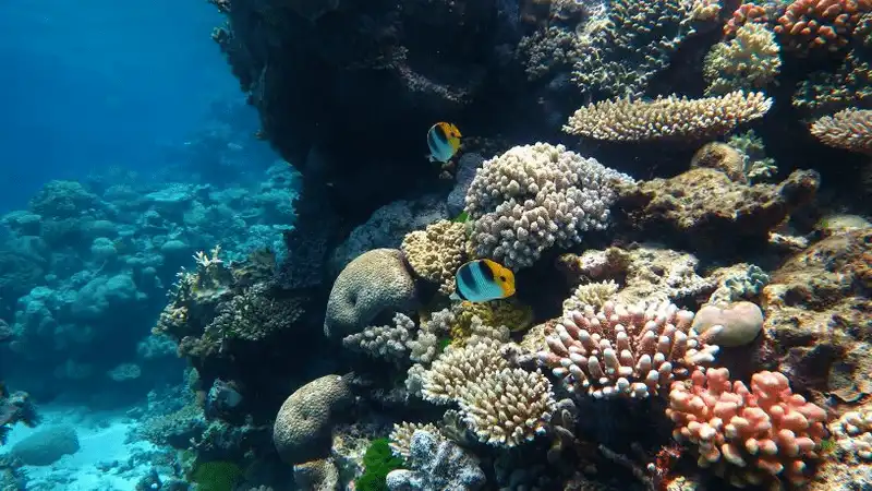 Tạp chí du lịch Wanderlust Tips RangerBot - Robot bảo vệ rạn san hô Great Barrier ở Úc