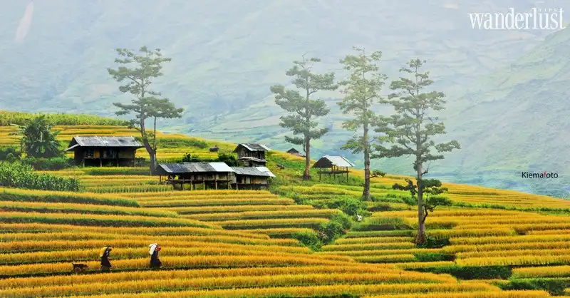 Sa Pa mùa lúa chín, quyến rũ như nét duyên người thiếu nữ 6 Wanderlust Tips sa pa mua lua chin quyen ru nhu net duyen nguoi thieu nu 02