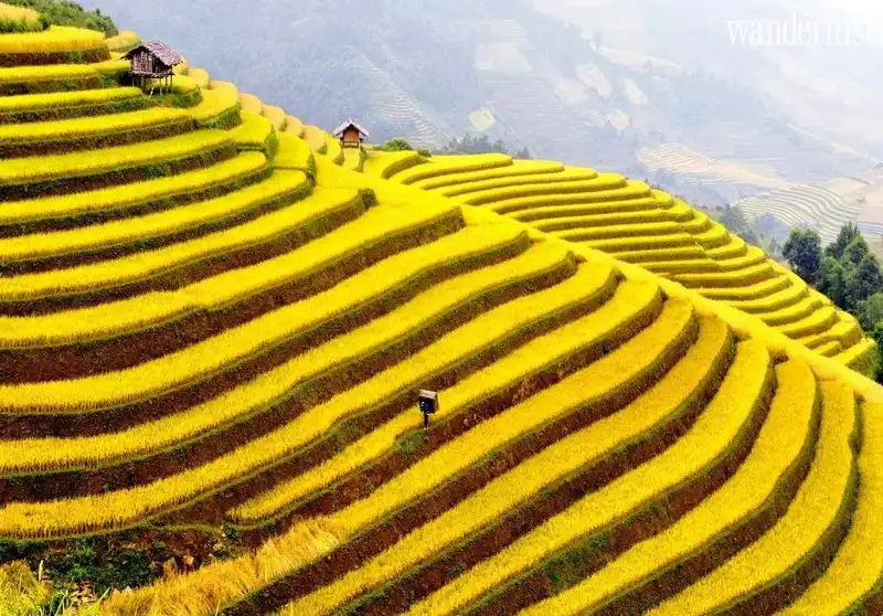 Sa Pa mùa lúa chín, quyến rũ như nét duyên người thiếu nữ 7 Tạp chí Du lịch Wanderlust Tips Sa Pa mùa lúa chín, quyến rũ như nét duyên người thiếu nữ