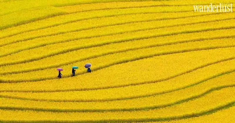 Sa Pa mùa lúa chín, quyến rũ như nét duyên người thiếu nữ 9 Wanderlust Tips sa pa mua lua chin quyen ru nhu net duyen nguoi thieu nu 05