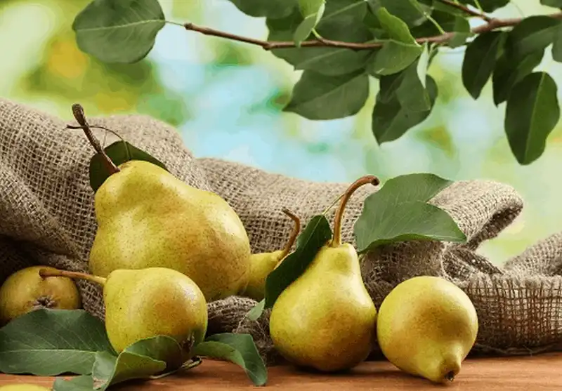 Tạp chí du lịch Wanderlust Tips - Các thực phẩm mùa thu giúp bạn tăng cường sức khỏe