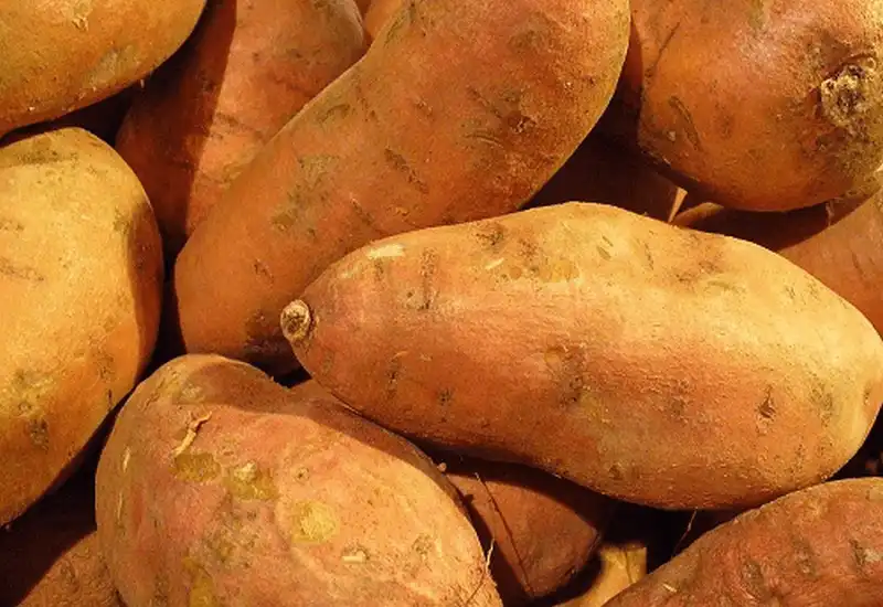 Tạp chí du lịch Wanderlust Tips - Các thực phẩm mùa thu giúp bạn tăng cường sức khỏe