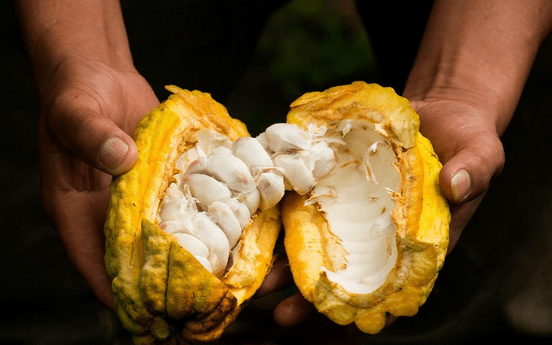 Cacao - món quà Mexico dành tặng cho toàn thế giới 5 Wanderlust Tips cacao mon qua mexico danh tang cho toan gioi 8