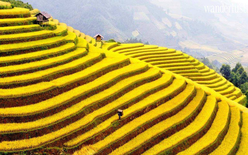 Sa Pa mùa lúa chín, quyến rũ như nét duyên người thiếu nữ